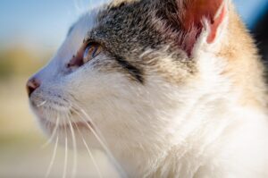 cat, kitten, nature, animal, pet, vet, fur