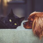 dog, cat, pets, mammals, nature, animal, animals, friends, friendship, brown dog, pet, black cat, domestic, domestic animals, portrait, friendship day