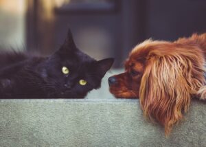 dog, cat, pets, mammals, nature, animal, animals, friends, friendship, brown dog, pet, black cat, domestic, domestic animals, portrait, friendship day