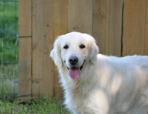 dog, dog golden retriever, animal, pet, bitch golden mollie, young female, animal portrait, canine, pet dog, dog guide blind, canine companion