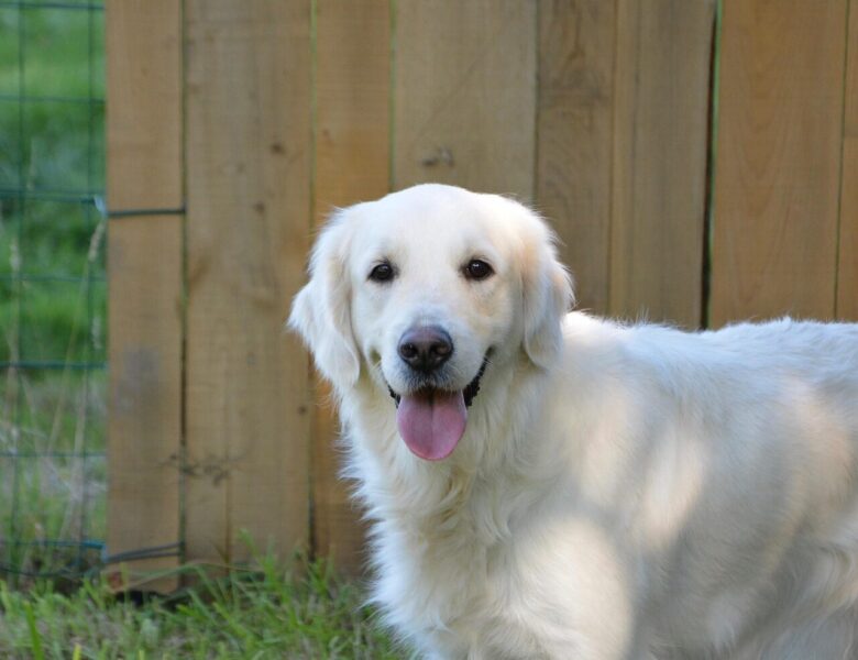 dog, dog golden retriever, animal, pet, bitch golden mollie, young female, animal portrait, canine, pet dog, dog guide blind, canine companion
