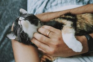 cat, pet, care, pet care, kitten, nature, animal, domestic cat, feline, mammal, cute, furry, playful, fur, kitty, adorable, rescue cat, animal care, closeup