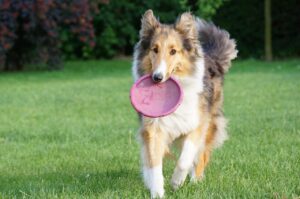 fun with your dog, sheep-dog, scottish, if, animals, nature, dogs, game, the dog in the garden