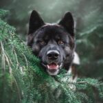akita, tree, dog, pet, animal, nature, cute, portrait, face, dog face, happy dog, dog portrait, mammal, dog, dog, dog, dog, dog