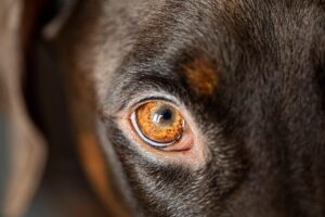 dog, eye, head, pet, nature, animal, domestic dog, canine, mammal, doberman, focus, best friend, closeup