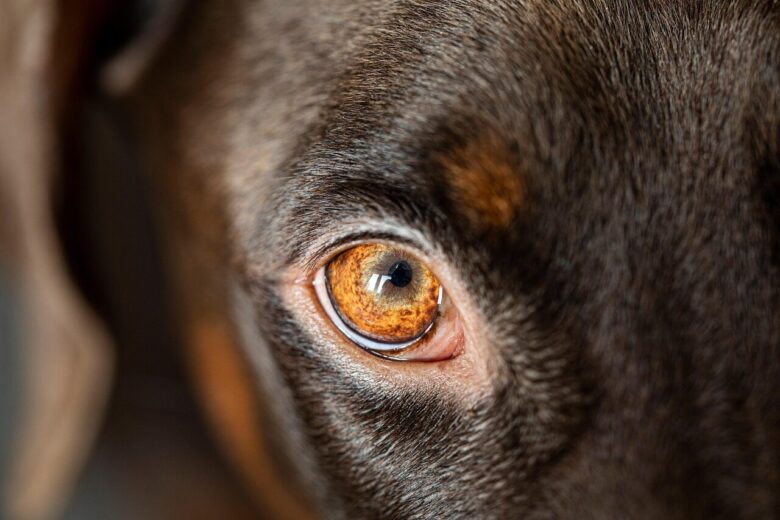 dog, eye, head, pet, nature, animal, domestic dog, canine, mammal, doberman, focus, best friend, closeup