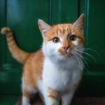 cat, front door, nature, pet, feline, animal