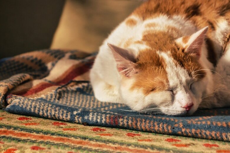 cat, sleep, nature, nap, domestic animal, fur, relax, pet, animal