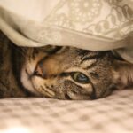 cat, feline, nature, bed, pet, animal, domestic cat, domestic animal
