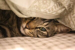 cat, feline, nature, bed, pet, animal, domestic cat, domestic animal