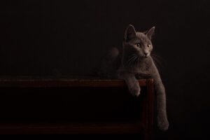 cat, wallpaper hd, wallpaper 4k, 4k wallpaper 1920x1080, feline, beautiful wallpaper, free wallpaper, mac wallpaper, whiskers, free background, desktop backgrounds, full hd wallpaper, hd wallpaper, pet, 4k wallpaper, nature, dark, wooden, cool backgrounds, furniture, windows wallpaper, laptop wallpaper, background, animal