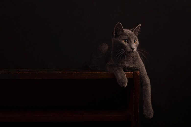 cat, wallpaper hd, wallpaper 4k, 4k wallpaper 1920x1080, feline, beautiful wallpaper, free wallpaper, mac wallpaper, whiskers, free background, desktop backgrounds, full hd wallpaper, hd wallpaper, pet, 4k wallpaper, nature, dark, wooden, cool backgrounds, furniture, windows wallpaper, laptop wallpaper, background, animal