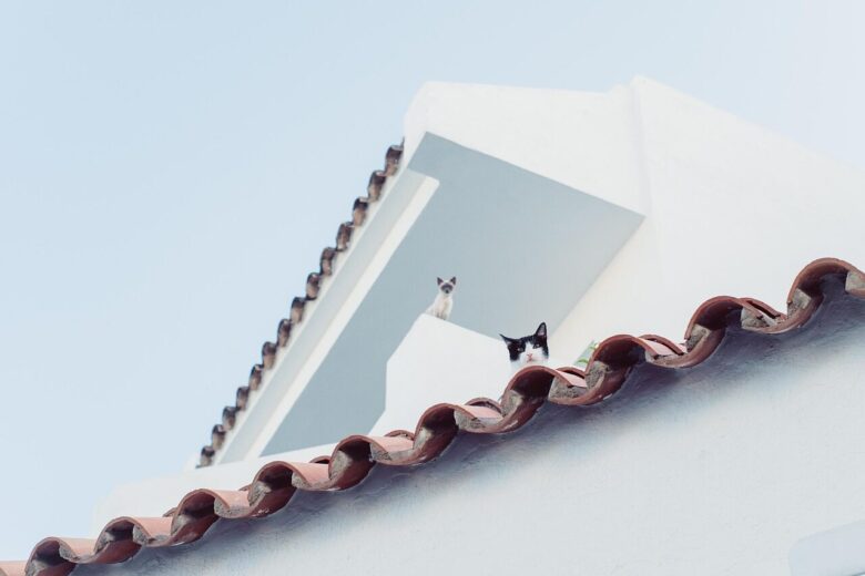 cat, nature, city, roof, animal, look at, watch, animals, pet, mallorca